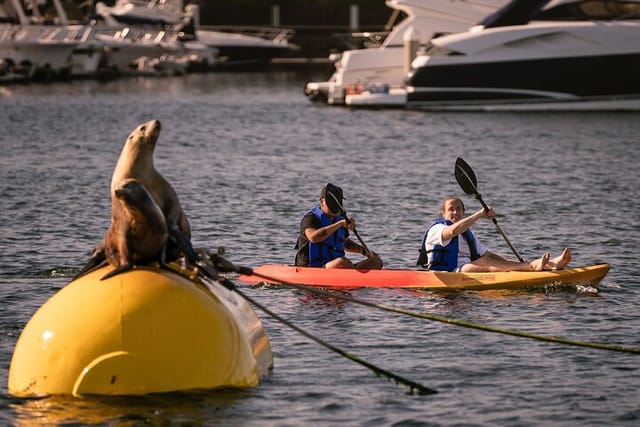 1-Hour Kayaking Activity in San Diego, California - Photo 1 of 7